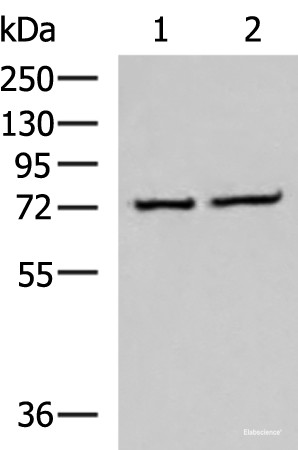 Anti-CSTF3