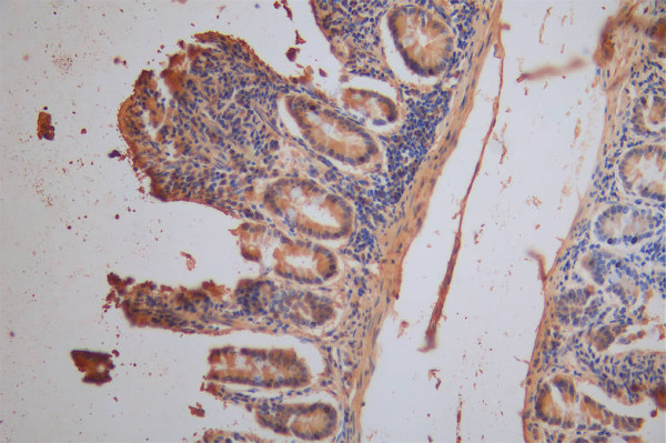 Anti-XPNPEP1 Recombinant Monoclonal, clone 4D12