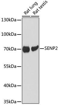 Anti-SENP2
