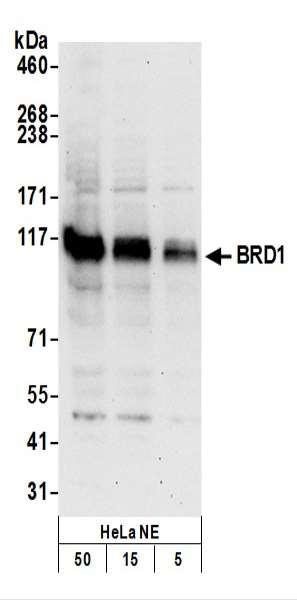 Anti-BRD1