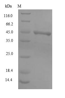 Major capsid protein VP1, BK polyomavirus, recombinant