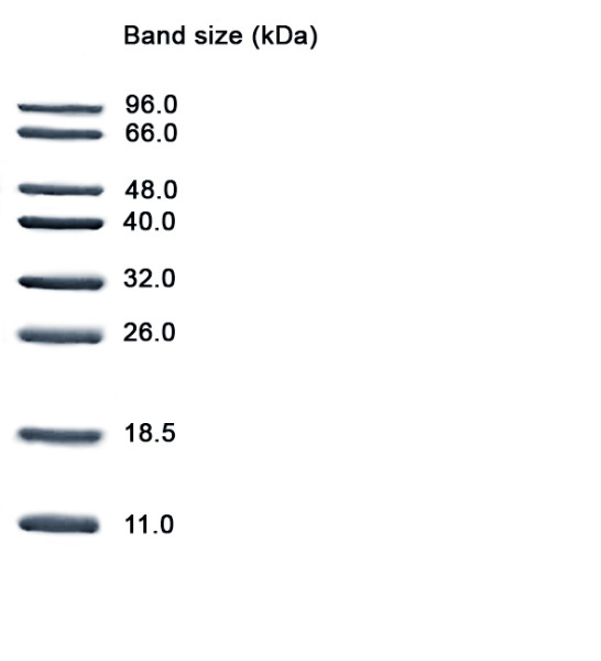 Low Molecular Weight (LMW) Protein Marker II, 11-96 kDa