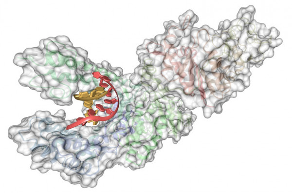 Taq-Polymerase