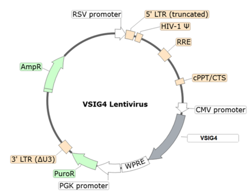 VSIG4 Lentivirus