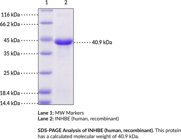 INHBE (human, recombinant)