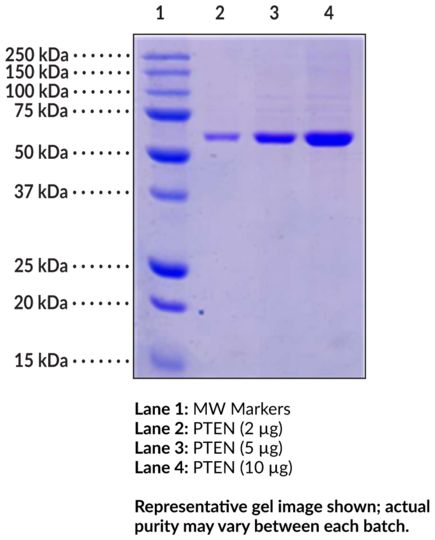PTEN (human recombinant)