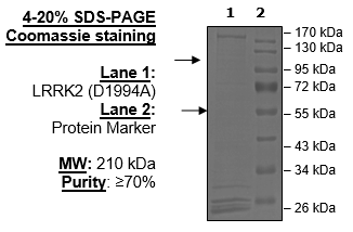 LRRK2 (D1994A), GST-Tag