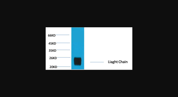 Anti-Rabbit IgG(Light Chain Specific), monoclonal