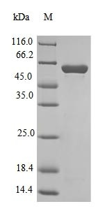 NAD-dependent methanol dehydrogenase (mdh), Bacillus methanolicus, recombinant