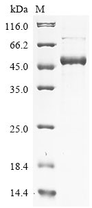 Phenylalanine-4-hydroxylase (Pah), mouse, recombinant