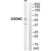 Anti-GSDMC