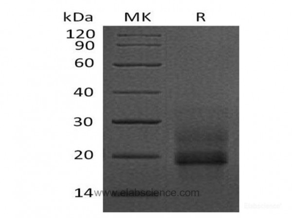 Heparin Binding EGF like Growth Factor/proHB-EGF Protein(C-6His) (recombinant human)