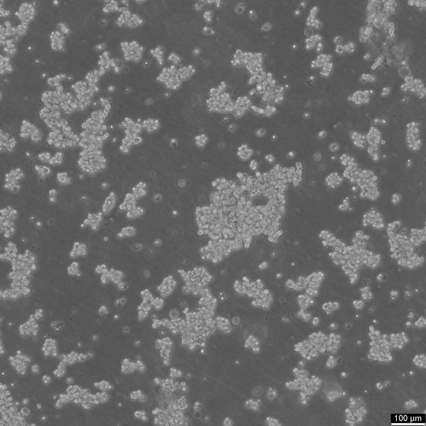 DMS-79 Cells