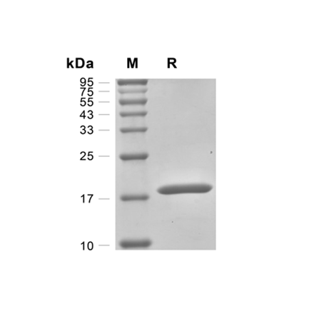 Granulocyte-Colony Stimulating Factor (G-CSF) Recombinant (Human)