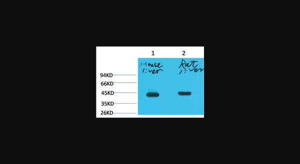 Anti-HAO1/GOX, monoclonal