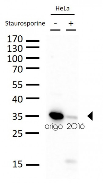 Anti-Caspase 3, clone C33