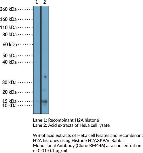 Anti-Histone H2AXK9Ac Rabbit (Clone RM446)