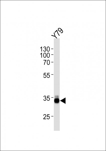 Anti-OTX2