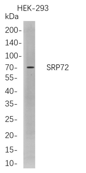 Anti-Recombinant SRP72, clone 5D8