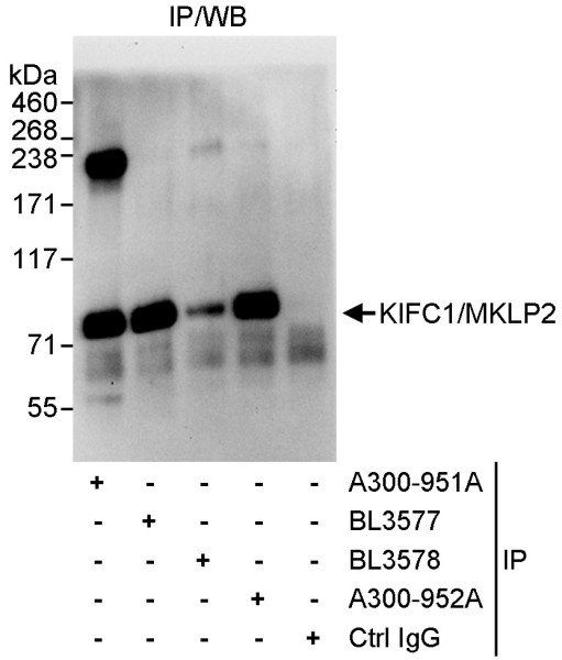 Anti-KIFC1