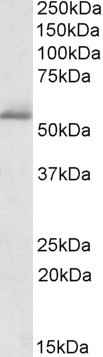Anti-PDE1A, C-terminal