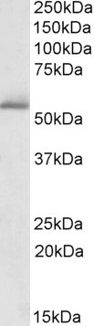 Anti-PDE1A, C-terminal