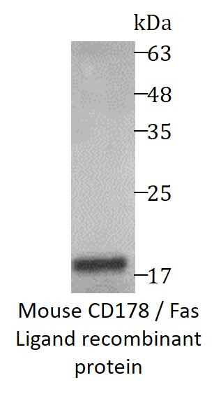 Mouse CD178 / Fas Ligand recombinant protein (Active) (His-tagged)