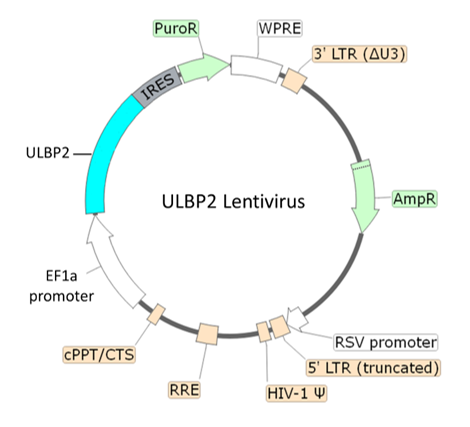 ULBP2 Lentivirus