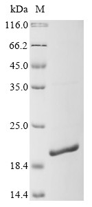 Serum amyloid A-4 protein (Saa4), mouse, recombinant