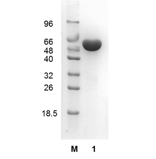 Lactaldehyde dehydrogenase (EC 1.2.1.22), Escherichia coli