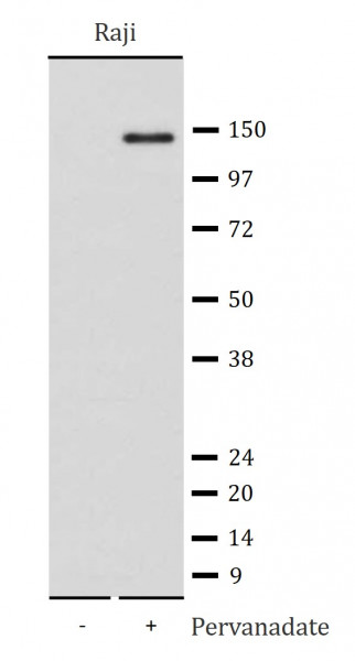 Anti-phospho-SHIP1 (Tyr1020)