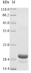 Regenerating islet-derived protein 3-beta (Reg3b), rat, recombinant