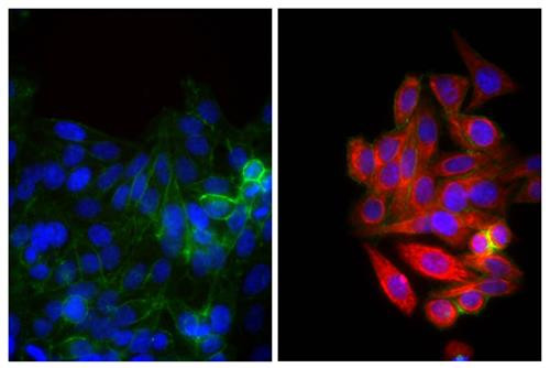 Anti-Mouse IgG2b (Texas Red), pre-adsorbed [Goat]