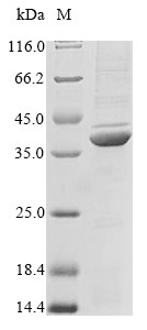 Apolipoprotein E (Apoe), mouse, recombinant