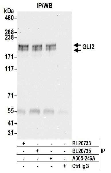Anti-GLI2