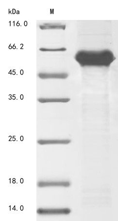 E3 ubiquitin-protein ligase pellino homolog 3 (PELI3), human, recombinant