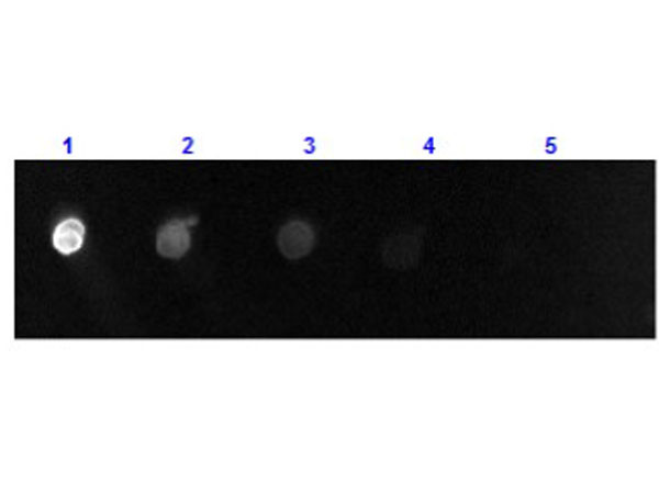 Anti-Goat IgG (H&amp;L) [Donkey] (Min X Ch GP Ham Hs Hu Ms Rb &amp; Rt serum proteins) Fluorescein conjugate