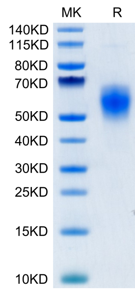 Human B7-H6/NCR3LG1 Protein