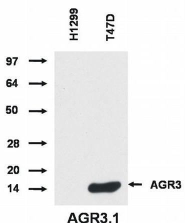 Anti-AGR3, clone AGR3.1