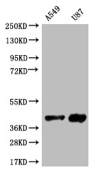 Anti-SRR Recombinant Monoclonal, clone 12B2