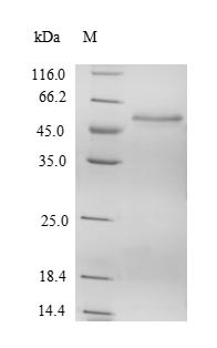 Suppressor of SWI4 1 homolog (PPAN), human, recombinant