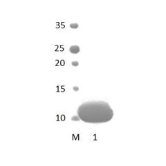 MPDZ_13 PDZ Domain