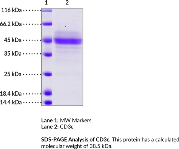 CD3epsilon (human, recombinant)