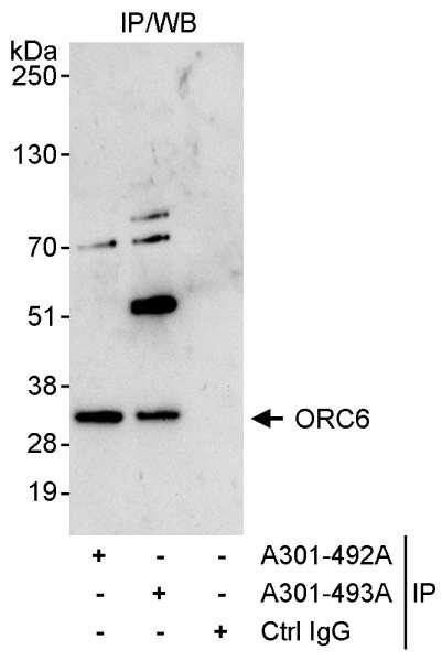 Anti-ORC6