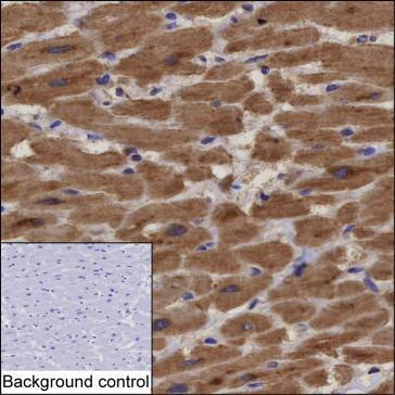 Anti-PTGES2