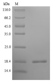 Interleukin-5 (IL5), swine, recombinant