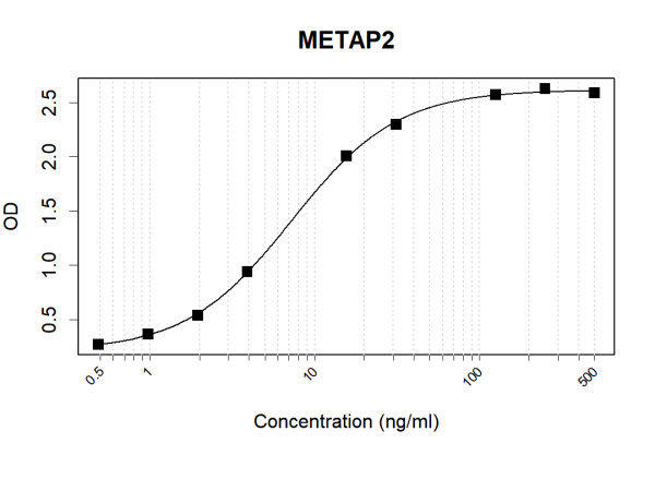 Anti-Human Methionine Aminopeptidase 2 Antibody Pair