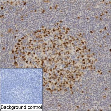 Anti-PCNA
