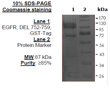 EGFR, DEL 752-759, GST-Tag
