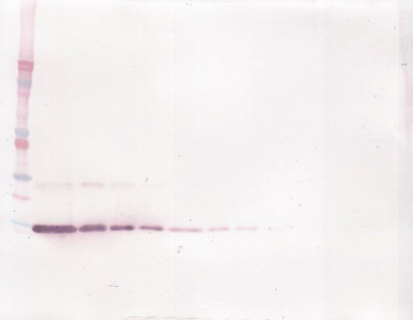 Anti-IL4 (Biotin)